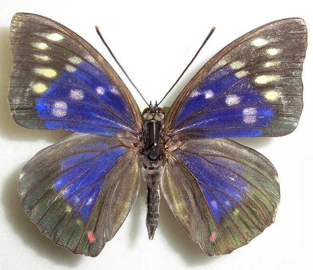 Sasakia charonda (Aberration, Liaoning China) 2 (Internet Image property of respective owner, non-commercial use only)
